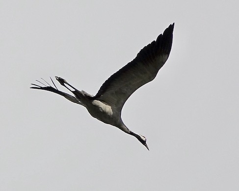 crane